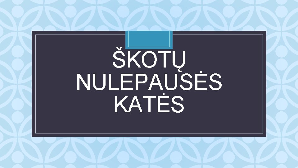 ŠKOTŲ NULEPAUSĖS KATĖS C 