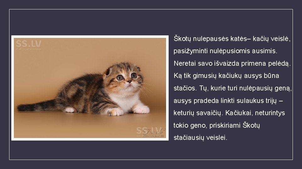 Škotų nulepausės katės– kačių veislė, pasižyminti nulėpusiomis ausimis. Neretai savo išvaizda primena pelėdą. Ką