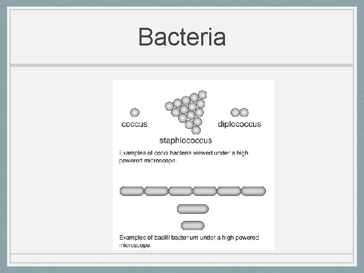 Bacteria 