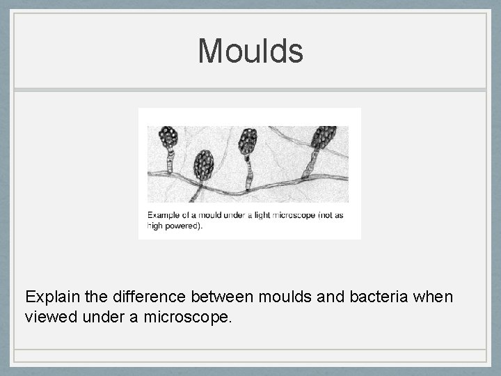 Moulds Explain the difference between moulds and bacteria when viewed under a microscope. 