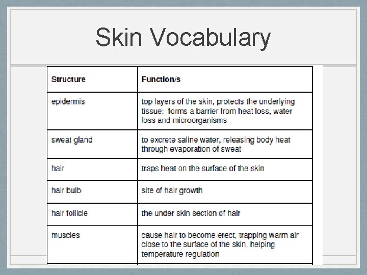 Skin Vocabulary 