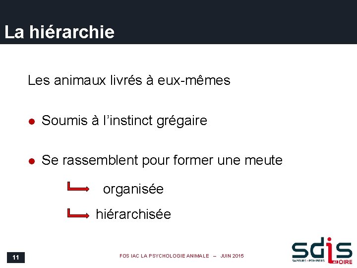 La hiérarchie Les animaux livrés à eux-mêmes l Soumis à l’instinct grégaire l Se