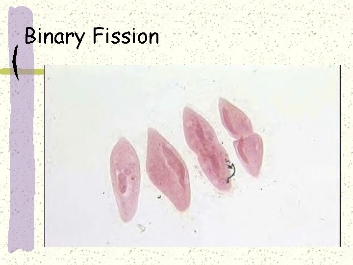 Binary Fission 