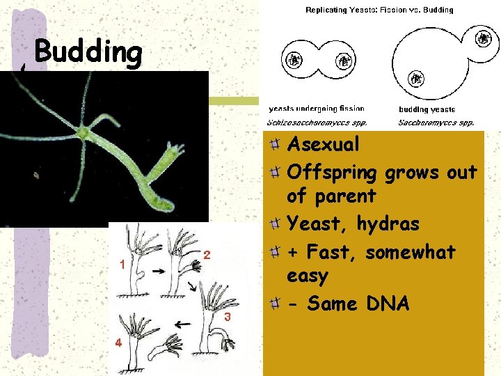 Budding Asexual Offspring grows out of parent Yeast, hydras + Fast, somewhat easy -