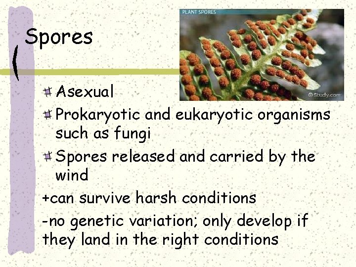 Spores Asexual Prokaryotic and eukaryotic organisms such as fungi Spores released and carried by