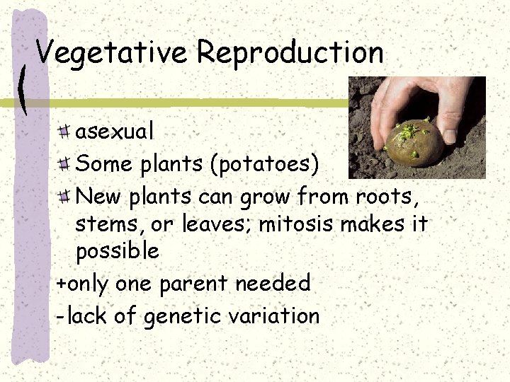 Vegetative Reproduction asexual Some plants (potatoes) New plants can grow from roots, stems, or