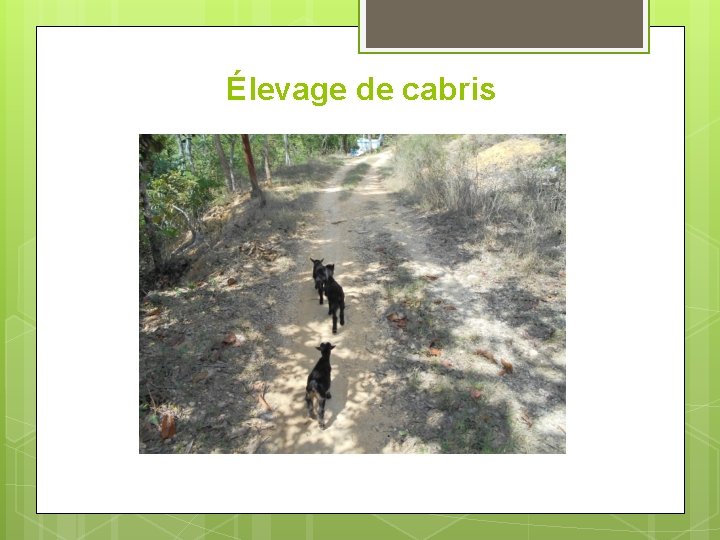 Élevage de cabris 