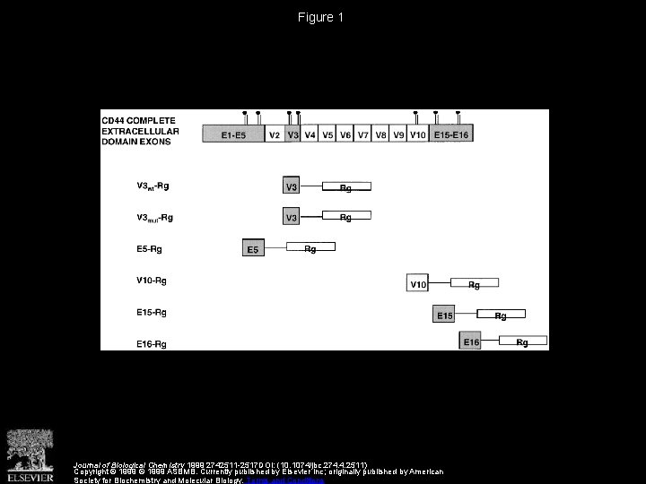 Figure 1 Journal of Biological Chemistry 1999 2742511 -2517 DOI: (10. 1074/jbc. 274. 4.