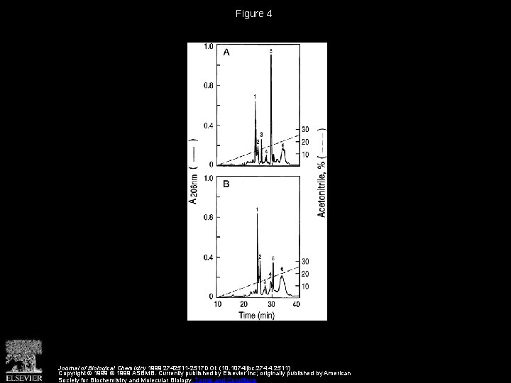 Figure 4 Journal of Biological Chemistry 1999 2742511 -2517 DOI: (10. 1074/jbc. 274. 4.