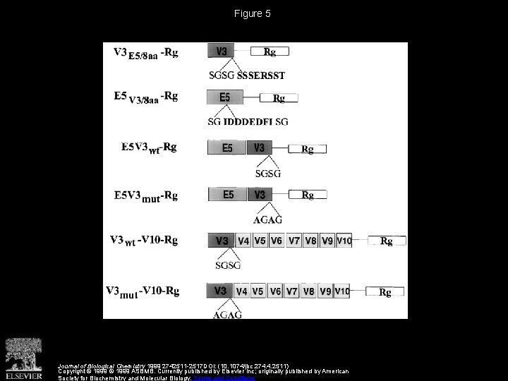 Figure 5 Journal of Biological Chemistry 1999 2742511 -2517 DOI: (10. 1074/jbc. 274. 4.
