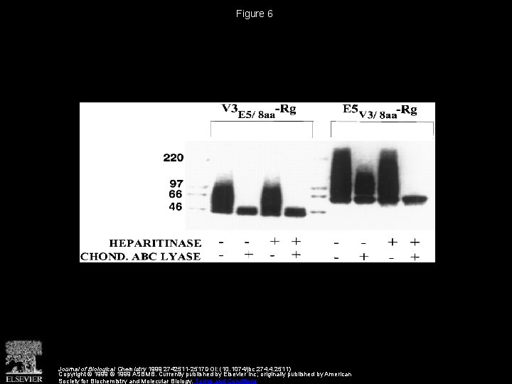 Figure 6 Journal of Biological Chemistry 1999 2742511 -2517 DOI: (10. 1074/jbc. 274. 4.