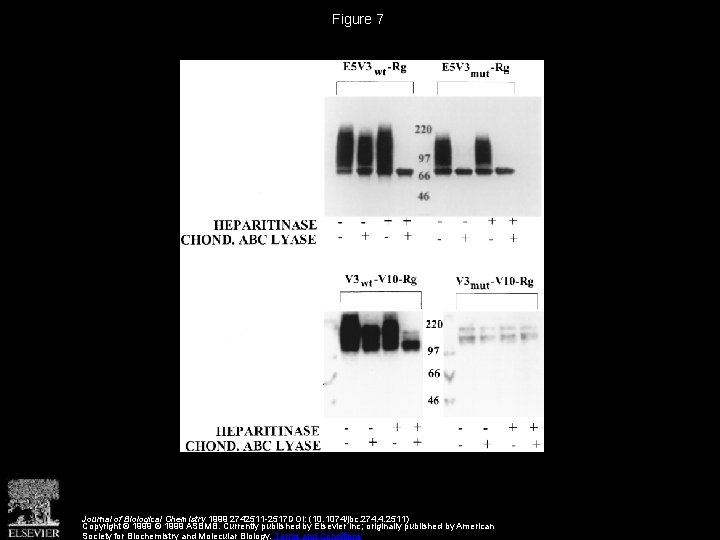 Figure 7 Journal of Biological Chemistry 1999 2742511 -2517 DOI: (10. 1074/jbc. 274. 4.