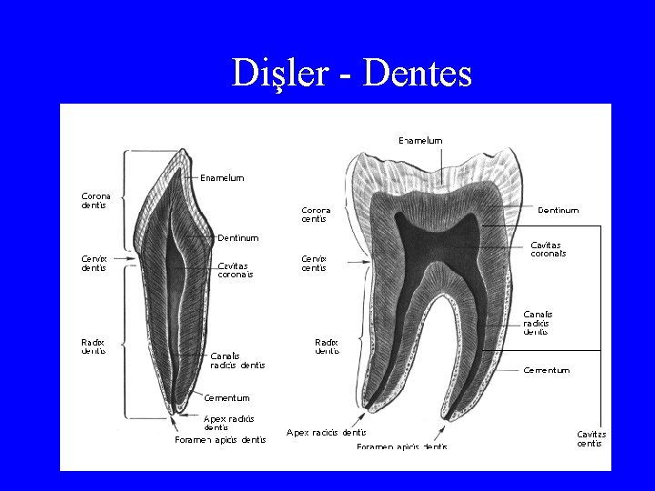 Dişler - Dentes 