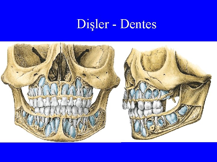 Dişler - Dentes 