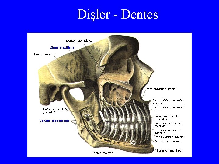 Dişler - Dentes 