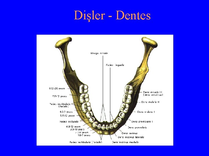 Dişler - Dentes 