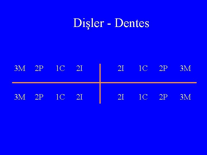 Dişler - Dentes 3 M 2 P 1 C 2 I 2 I 1