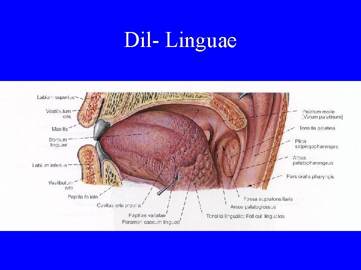 Dil- Linguae 
