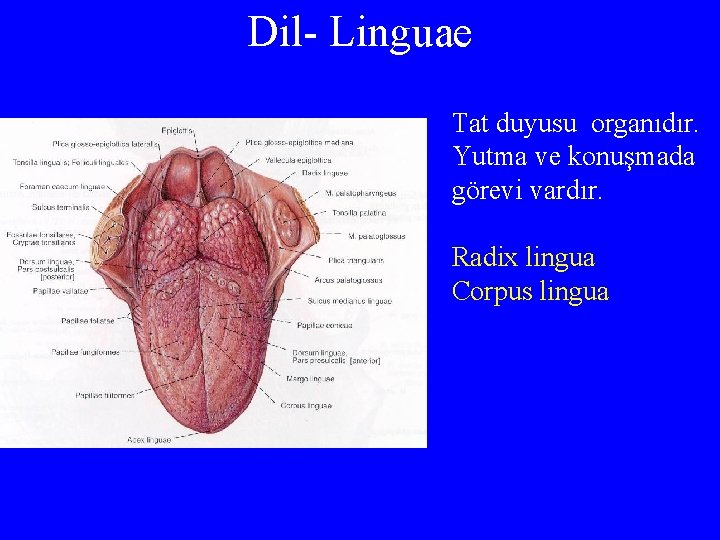 Dil- Linguae Tat duyusu organıdır. Yutma ve konuşmada görevi vardır. Radix lingua Corpus lingua