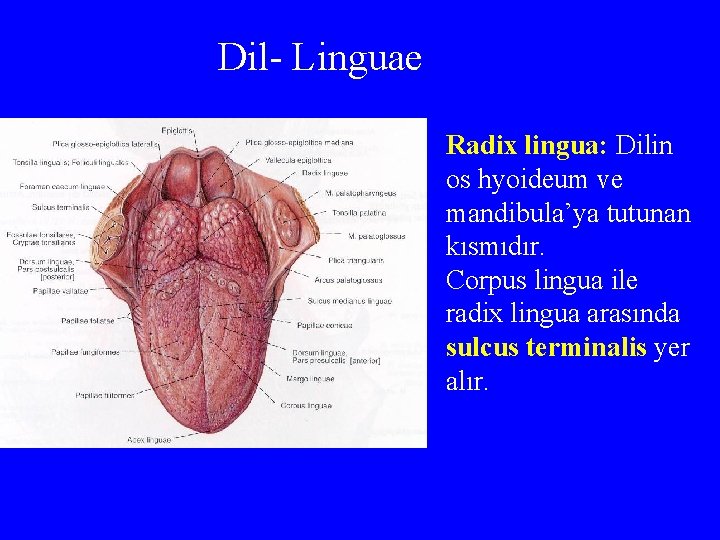 Dil- Linguae Radix lingua: Dilin os hyoideum ve mandibula’ya tutunan kısmıdır. Corpus lingua ile