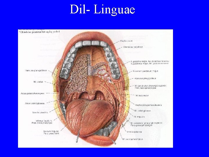 Dil- Linguae 