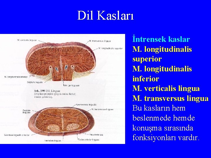 Dil Kasları İntrensek kaslar M. longitudinalis superior M. longitudinalis inferior M. verticalis lingua M.