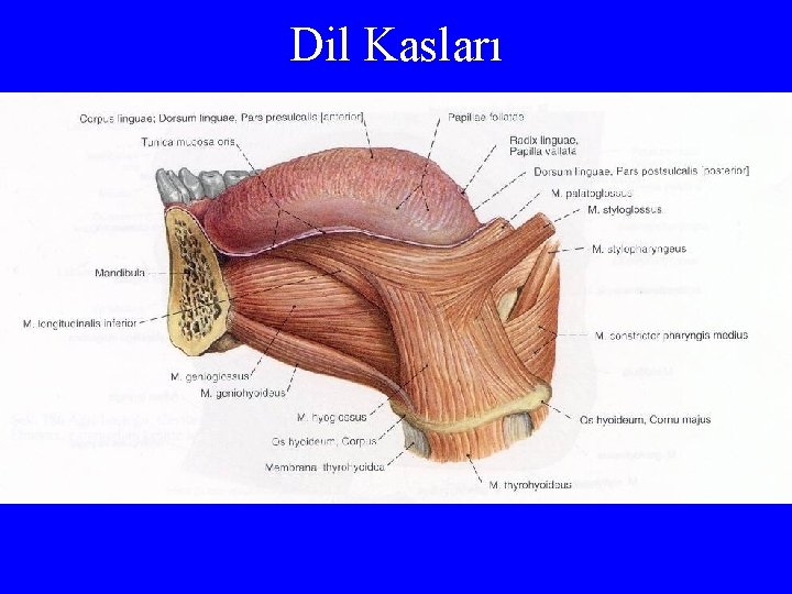 Dil Kasları 