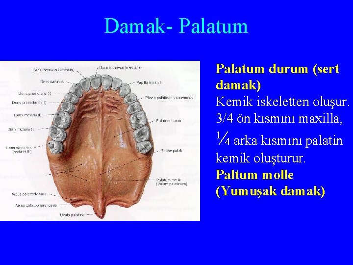 Damak- Palatum durum (sert damak) Kemik iskeletten oluşur. 3/4 ön kısmını maxilla, ¼ arka