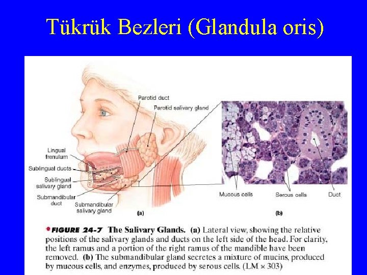 Tükrük Bezleri (Glandula oris) 