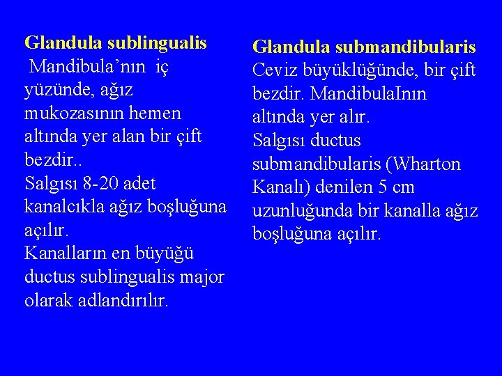 Glandula sublingualis Mandibula’nın iç yüzünde, ağız mukozasının hemen altında yer alan bir çift bezdir.