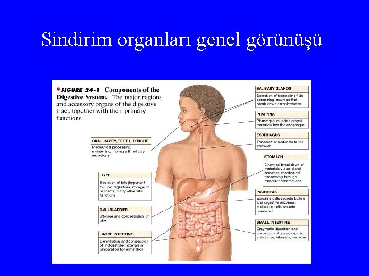 Sindirim organları genel görünüşü 