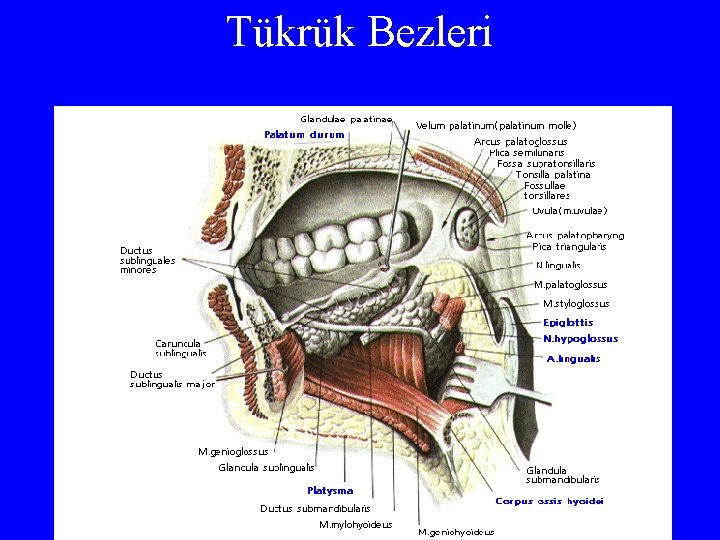 Tükrük Bezleri 