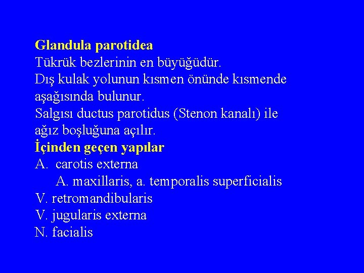 Glandula parotidea Tükrük bezlerinin en büyüğüdür. Dış kulak yolunun kısmen önünde kısmende aşağısında bulunur.