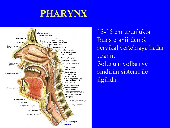 PHARYNX 13 -15 cm uzunlukta Basis cranii’den 6. servikal vertebraya kadar uzanır. Solunum yolları