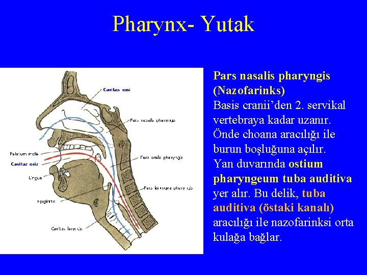 Pharynx- Yutak Pars nasalis pharyngis (Nazofarinks) Basis cranii’den 2. servikal vertebraya kadar uzanır. Önde