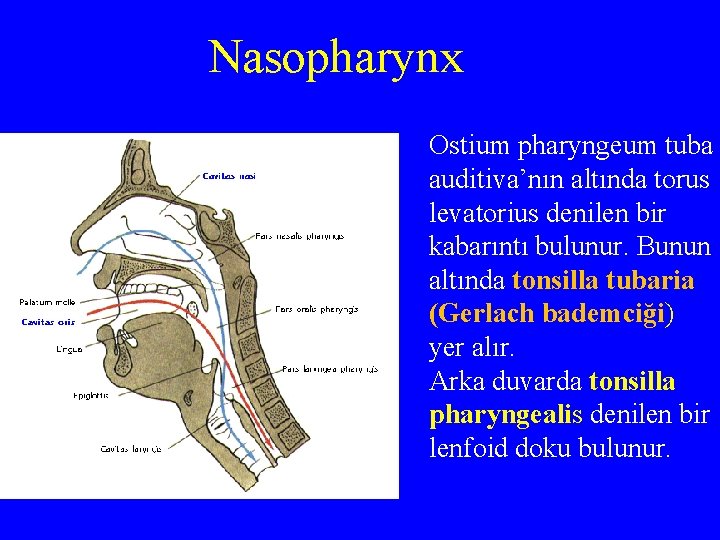 Nasopharynx Ostium pharyngeum tuba auditiva’nın altında torus levatorius denilen bir kabarıntı bulunur. Bunun altında