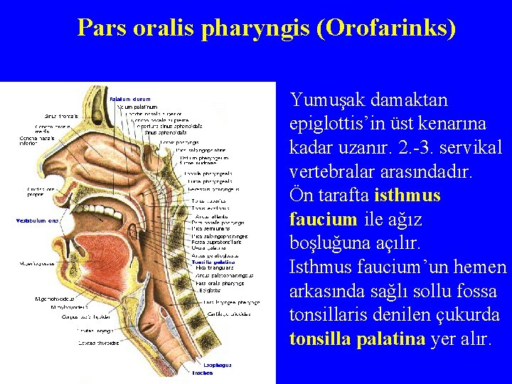 Pars oralis pharyngis (Orofarinks) Yumuşak damaktan epiglottis’in üst kenarına kadar uzanır. 2. -3. servikal