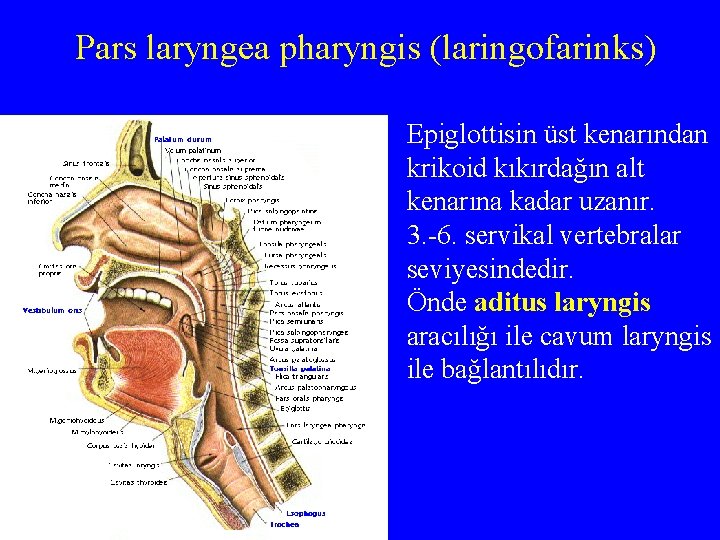 Pars laryngea pharyngis (laringofarinks) Epiglottisin üst kenarından krikoid kıkırdağın alt kenarına kadar uzanır. 3.