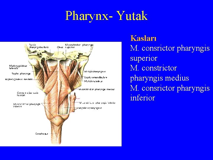 Pharynx- Yutak Kasları M. consrictor pharyngis superior M. constrictor pharyngis medius M. consrictor pharyngis
