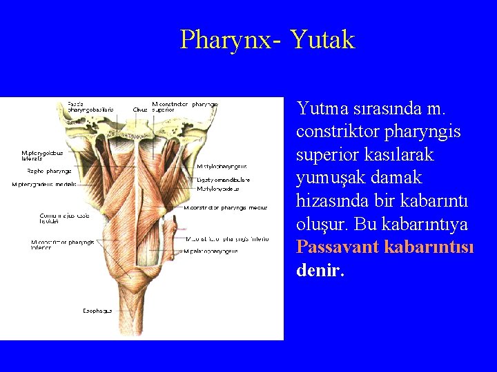 Pharynx- Yutak Yutma sırasında m. constriktor pharyngis superior kasılarak yumuşak damak hizasında bir kabarıntı
