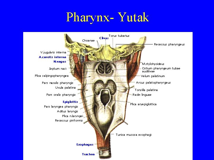 Pharynx- Yutak 