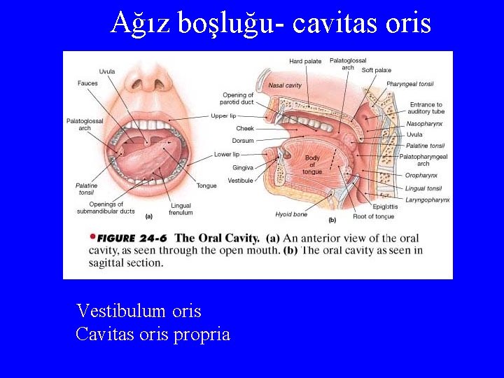 Ağız boşluğu- cavitas oris Vestibulum oris Cavitas oris propria 