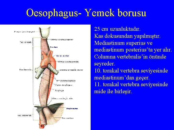 Oesophagus- Yemek borusu 25 cm uzunluktadır. Kas dokusundan yapılmıştır. Mediastinum superius ve mediastinum posterius’ta