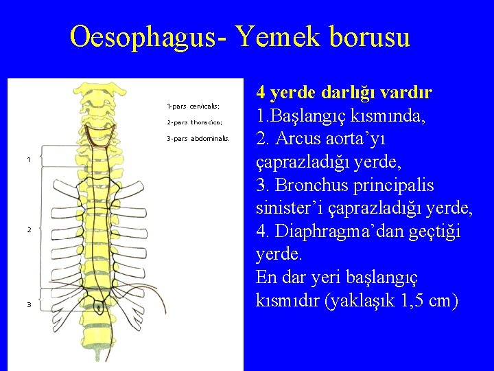 Oesophagus- Yemek borusu 4 yerde darlığı vardır 1. Başlangıç kısmında, 2. Arcus aorta’yı çaprazladığı