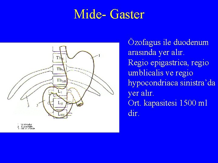 Mide- Gaster Özofagus ile duodenum arasında yer alır. Regio epigastrica, regio umblicalis ve regio