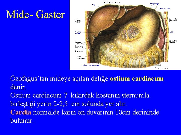 Mide- Gaster Özofagus’tan mideye açılan deliğe ostium cardiacum denir. Ostium cardiacum 7. kıkırdak kostanın