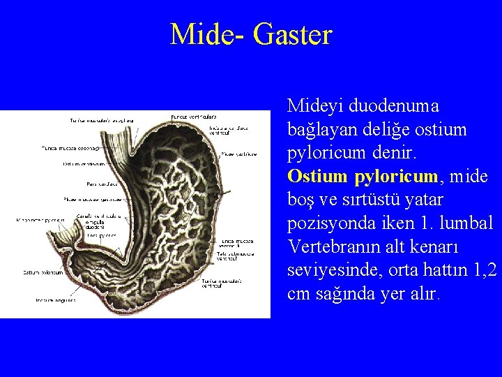 Mide- Gaster Mideyi duodenuma bağlayan deliğe ostium pyloricum denir. Ostium pyloricum, mide boş ve