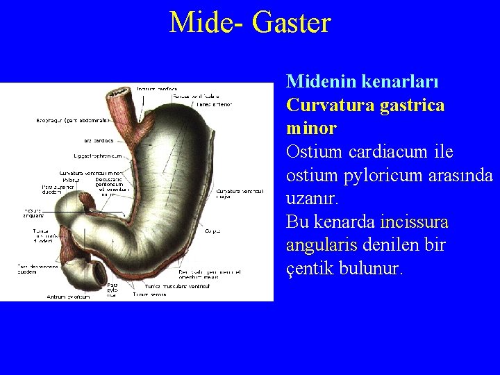 Mide- Gaster Midenin kenarları Curvatura gastrica minor Ostium cardiacum ile ostium pyloricum arasında uzanır.