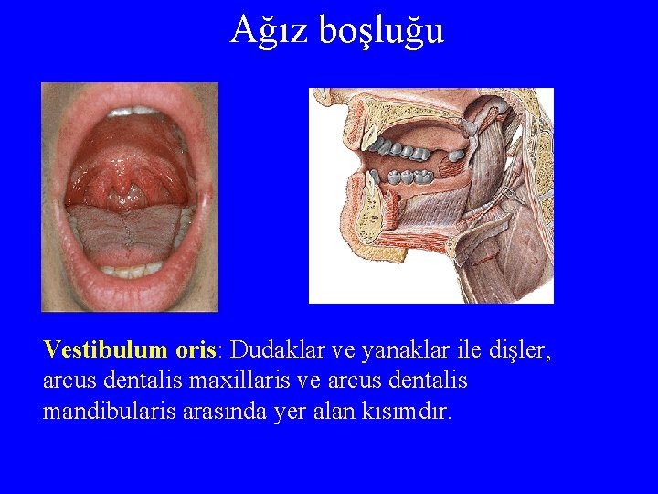 Ağız boşluğu Vestibulum oris: Dudaklar ve yanaklar ile dişler, arcus dentalis maxillaris ve arcus