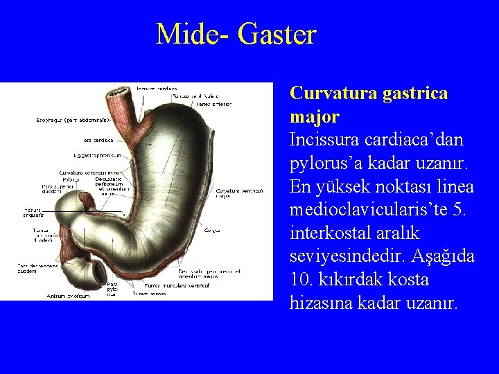 Mide- Gaster Curvatura gastrica major Incissura cardiaca’dan pylorus’a kadar uzanır. En yüksek noktası linea
